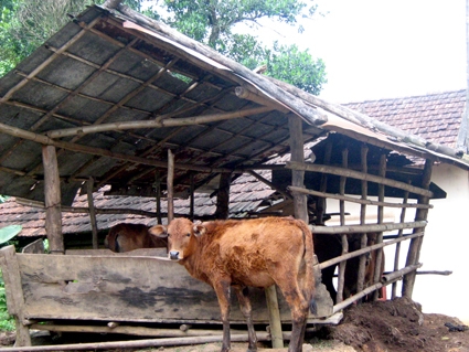 Làm chuồng trại và tiêm phòng là cách bảo vệ đàn gia súc trong mùa mưa.