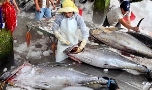 Sơ chế cá ngừ đại dương tại Phú Yên. Ảnh: VNP