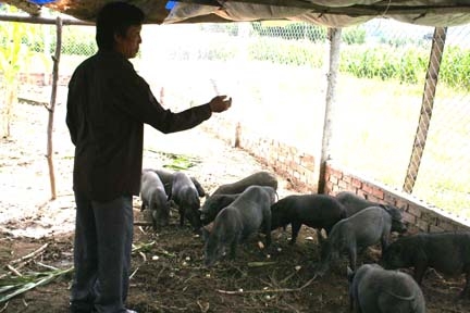Mô hình chăn nuôi giống lợn bản địa đang được nhân rộng tại hộ ông Nguyễn Duy Cường.