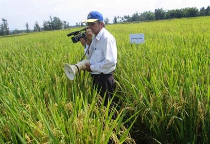 Ông Đoàn Văn Nhân - Giám đốc Trung tâm giống cây trồng vật nuôi Quảng Ngãi đang thuyết minh về những ưu điểm của giống Hương Cốm tại đồng ruộng.