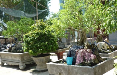 Phần lớn các hộ dân Hòa Tân tận dụng tối đa sân vườn, để trồng cây cảnh kinh doanh.