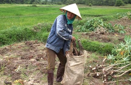 Chị Nguyễn Thị Bé ở xã Bình Hoà thu hoạch mì non để bán.