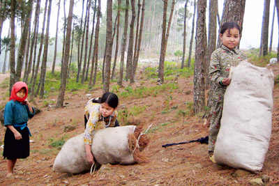 Trẻ em ở Mèo Vạc (Hà Giang) mang lá thông khô về sưởi ấm. Ảnh: BẠCH LIỄU
