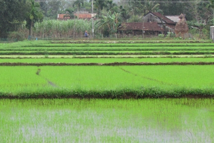 Mặc dù ngành nông nghiệp đã quán triệt lịch thời vụ, nhưng nhiều nơi bà con nông dân vẫn 