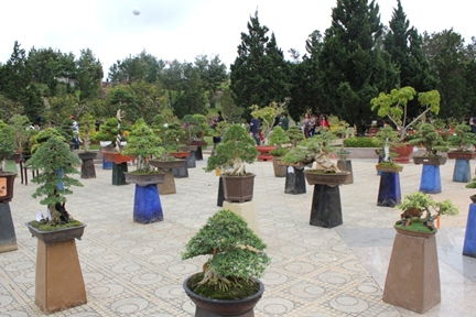  Nhiều loại bonsai được trưng bày