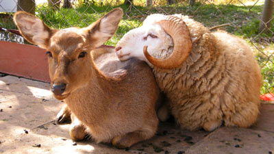 Cặp đôi hạnh phúc cừu và hươu tại vườn thú ở Vân Nam.