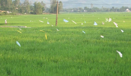 Nhiều cánh đồng trong tỉnh bị chuột cắn phá gây hại cho lúa, nông dân phải "cắm cờ" trắng đồng để xua đuổi chuột.