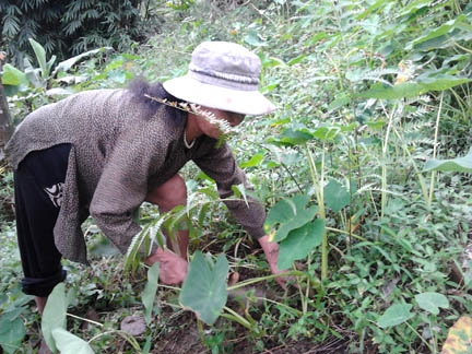 Chị Hương chăm sóc vườn khoai môn - loại cây giúp gia đình chị tăng thu nhập.
