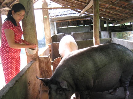 Mô hình chăn nuôi heo siêu nạc, hiệu quả của chị Nguyễn Thị Thư, ở xã Hành Dũng.
