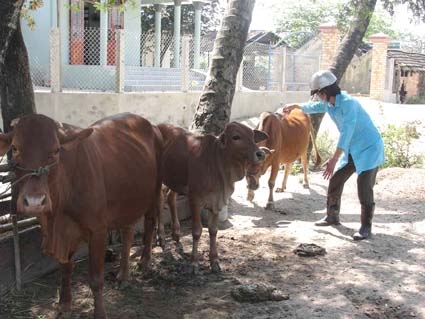 Tiêm phòng vắc xin phòng dịch bệnh cho bò.