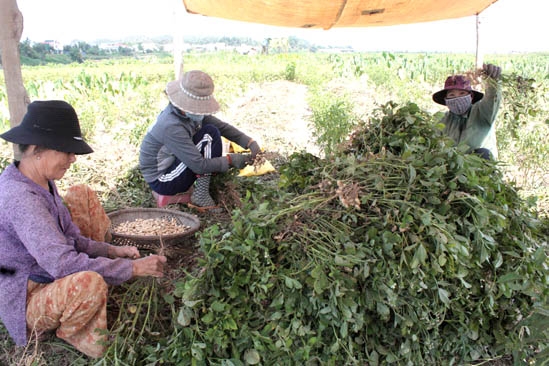 Tranh thủ trời nắng, bà Nguyễn Thị Dung thuê người thu hoạch đậu phụng 