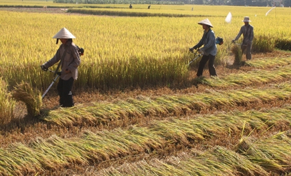 Thu hoạch lúa bằng máy cắt trên đồng ruộng Ba Tơ.