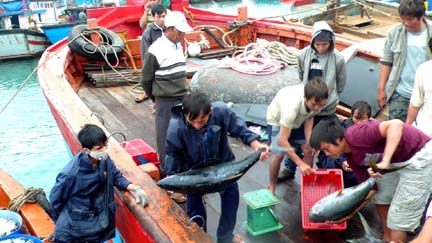  Tàu cá đánh bắt xa bờ của ngư dân Lý Sơn vừa cập đảo trong chuyến ra khơi khai thác hải sản dài ngày trên biển.