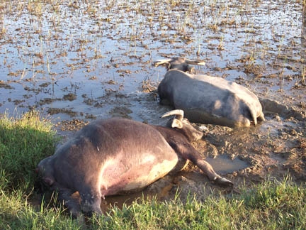 Một vụ điện giật trước đó tại một cánh đồng huyện Ba Tơ làm nhiều con trâu chết
