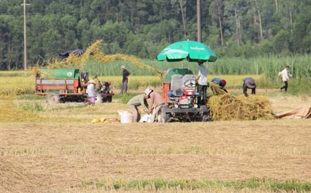 Máy gặt đập liên hợp được  nông dân áp dụng vào thu hoạch lúa đông xuân 2011 - 2012.