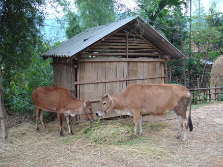 Chương trình 30a hỗ trợ bò giống cho hộ nghèo ở huyện Sơn Hà để phát triển chăn nuôi..