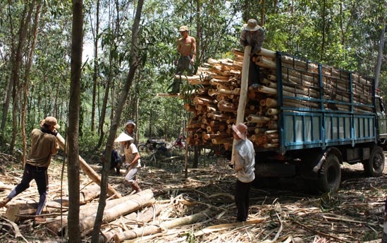 Nhiều lao động được giải quyết việc làm nhờ hoạt động thu mua chế biến gỗ của các DN.