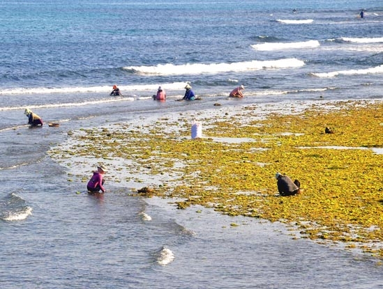 Khai thác rong mơ ồ ạt gây ảnh hưởng lớn đến môi trường sinh thái biển ở huyện đảo Lý Sơn.