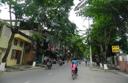 Vòm cây xanh ôm lấy tuyến đường Trần Hưng Đạo - che bóng râm suốt ngày.