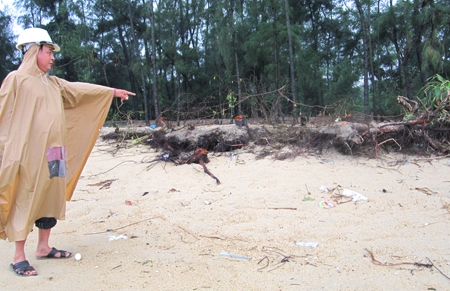 Hàng chục cây dương liễu bị trơ gốc do sóng biển ở xã Đức Lợi vào mùa mưa bão năm 2011