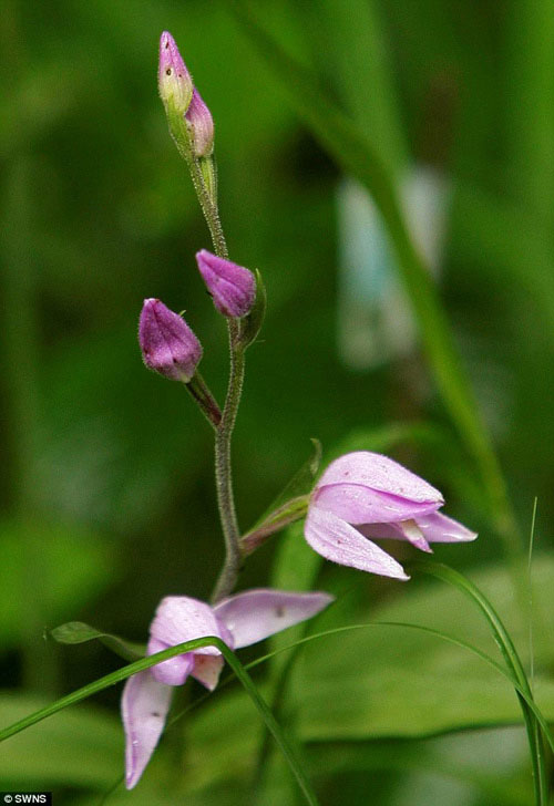 Những bông hoa nhỏ bé màu tím là hi vọng cho việc nhân giống.