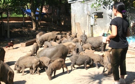 Mô hình chăn nuôi giống lợn bản địa đang được phát triển mạnh tại nhiều địa phương trong tỉnh.