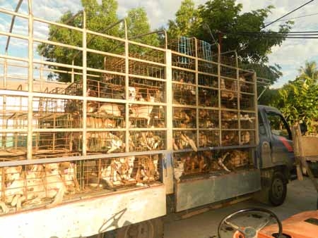 Tại nhà Nguyễn Lựu, Công an huyện Sơn Tịnh tạm giữ xe ô tô chở trên 500 con chó