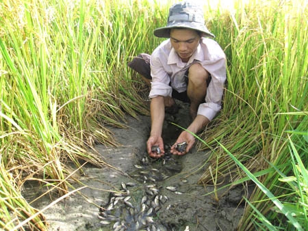    Anh Nguyễn Hiền Thanh đang bắt cá đồng trong vũng nước đọng trên mặt ruộng