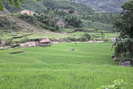 Ruộng lúa nước ở vùng cao Sơn Tây