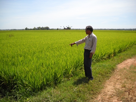 Giống lúa cấp nguyên chủng vụ hè thu 2012 của HTX Dịch vụ Nông nghiệp Vĩnh Trường đang phát triển rất tốt, khả năng đạt năng suất 70 tạ/ha.