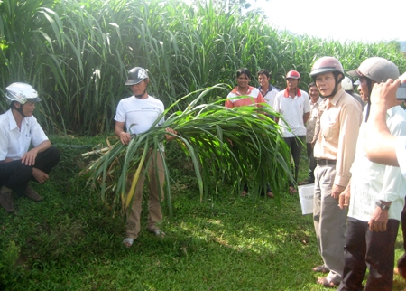 Cán bộ khuyến nông chuyển giao kỹ thuật trồng cỏ nuôi bò cho đồng bào dân tộc thiểu số ở Sơn Hà.                                                                                              Ảnh: Đ.Toàn