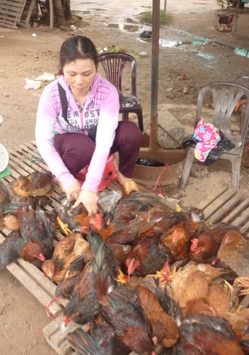 Tiểu thương tại chợ Nghĩa Dõng  (TP Quảng Ngãi) vô tư buôn bán gà.