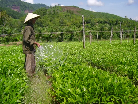 Người dân Ba Tơ chăm sóc keo giâm hom chuẩn bị vụ trồng rừng 2012.