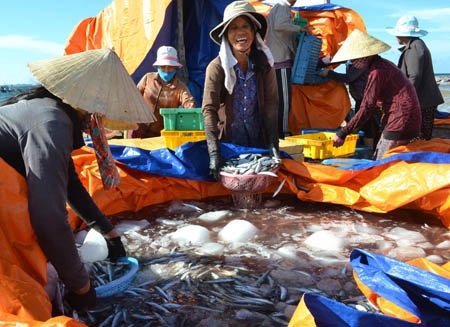 Niềm vui của ngư dân Châu Thuận Biển được mùa cá nục suông