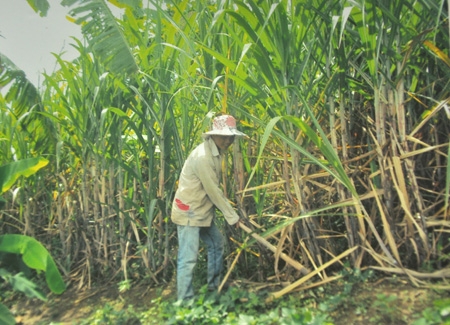 Nhờ trồng mía mà gia đình thanh niên Phạm Văn Thác có cuộc sống ổn định.