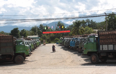 Hàng trăm xe mì xếp hàng chờ cân ở Nhà máy mì Sơn Hải.      