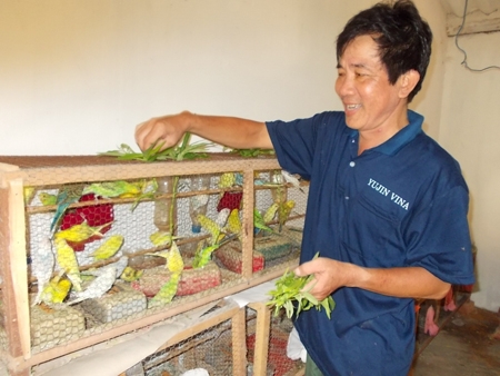 Kỹ thuật nuôi chim yến phụng sinh sản một cách hiệu quả nhất