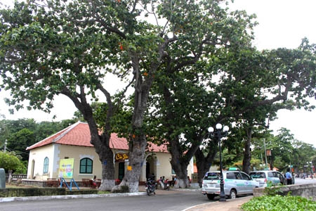 Đường Tôn Đức Thắng-con đường ven biển có nhiều cây bàng di sản.