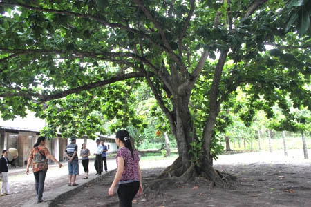 Du khách lắng nghe chuyện về những người tù và cây bàng ở di tích nhà lao Phú Hải.