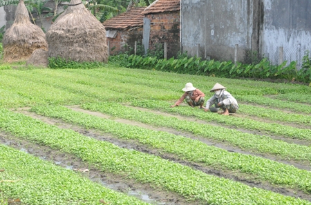 Các sản phẩm rau, quả của nông dân trong tỉnh ngày càng được người tiêu dùng tin tưởng chọn lựa. Trong ảnh: Nông dân xã Đức Nhuận (Mộ Đức) đang chăm sóc rau.