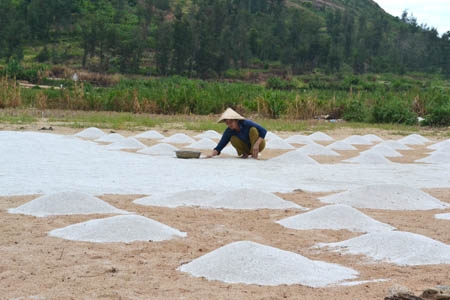 Nông dân Lý Sơn làm đất chuẩn bị cho vụ sản xuất tỏi đông xuân 2012-2013.                                                                        Ảnh: P.D