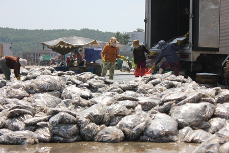 Hàng trăm túi ni lông đựng cá, mực nằm la liệt trên bề mặt cảng cá