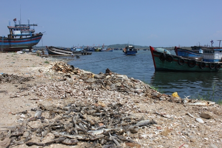 Xác cá, mực chết cũng bị vứt bừa bãi dọc ven bờ biển