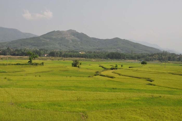 Những ruộng lúa bạc ngàn ở huyện Ba Tơ.