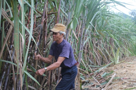    Cây mía mang lại triển vọng mới cho người dân Minh Long. Trong ảnh: Ông Đinh Xông chăm sóc cây mía theo hướng dẫn của                  cán bộ kỹ thuật.