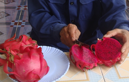 Thanh long ruột đỏ ở cho quả trên đất Trà Bồng