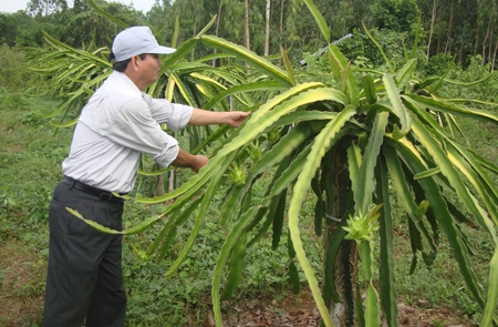cán bộ kỹ thuật của Trạm khuyến nông huyện Trà Bồng kiểm tra chất lượng ra quả của cây thanh long