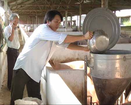 Anh Nguyễn Văn Minh cho heo ăn bằng máng ăn tự động.