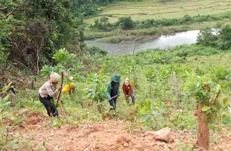 Người dân xã Ba Lế (Ba Tơ) phát dọn thực bì để trồng keo.
