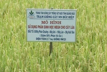 Mô hình sử dụng phân sinh học Wegh trên cây lúa tại Trung tâm Giống cây trồng vật nuôi tỉnh.